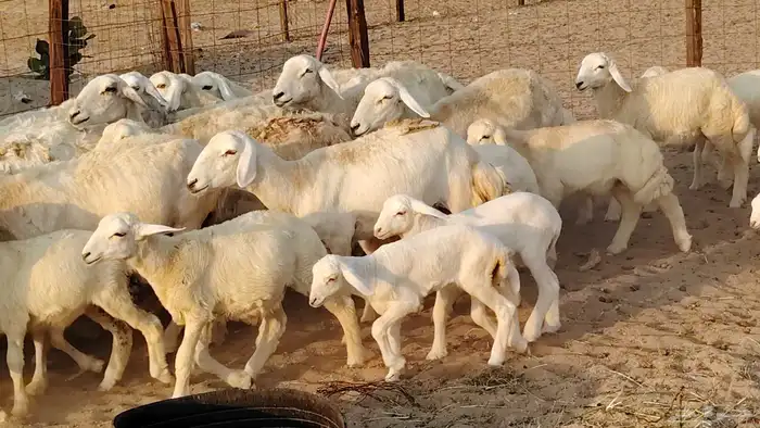 غنم حريه خلفات 22 بالفحل تحتها 21 من 1570 نهائي من شرا يربح 0