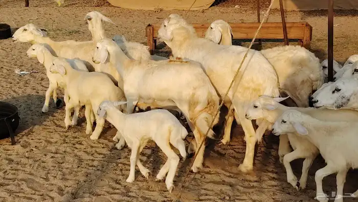 غنم حريه خلفات 22 بالفحل تحتها 21 من 1570 نهائي من شرا يربح 3