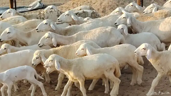 غنم حريه خلفات 22 بالفحل تحتها 21 من 1570 نهائي من شرا يربح 8