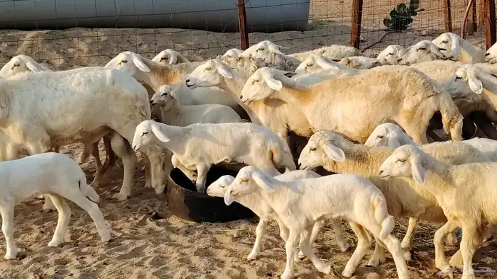 غنم حريه خلفات 22 بالفحل تحتها 21 من 1570 نهائي من شرا يربح 10