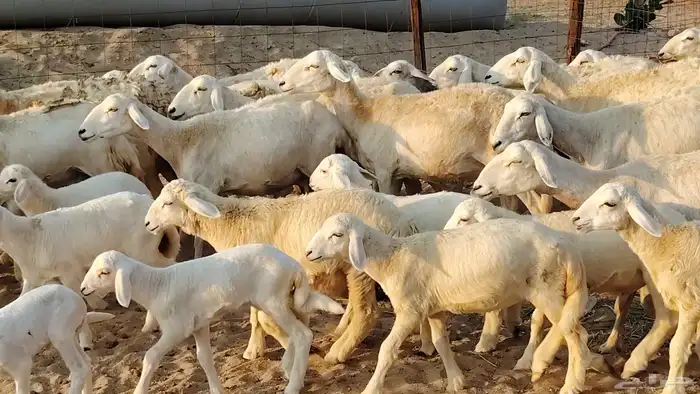 غنم حريه خلفات 22 بالفحل تحتها 21 من 1570 نهائي من شرا يربح 6