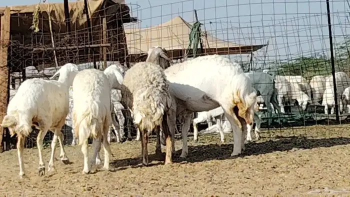 رخال حريات العدد 4 روس 8