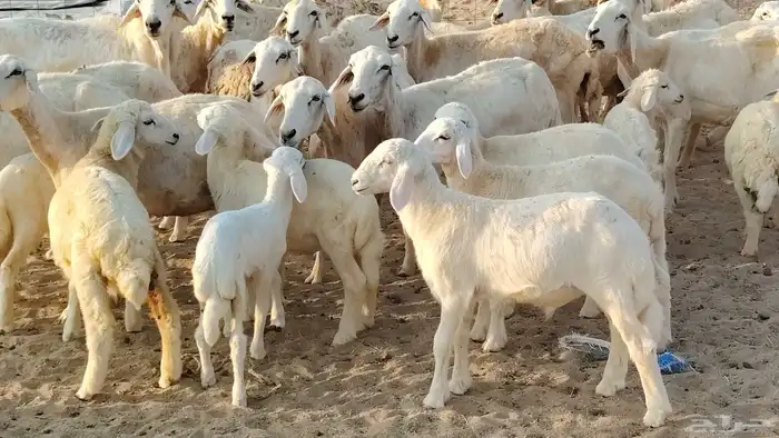 غنم حريه خلفات 22 بالفحل تحتها 21 من 1570 نهائي من شرا يربح 11