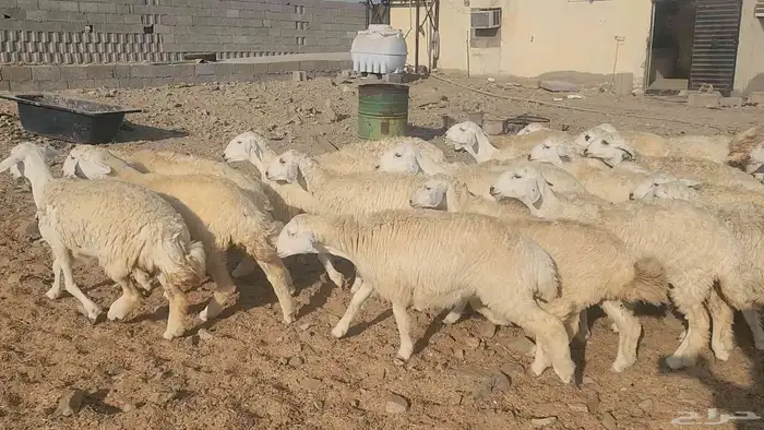 رخال مراح واحد طيبات بالحيل 2