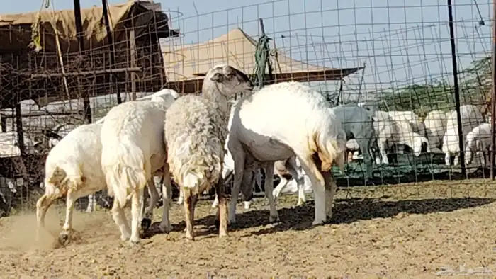 رخال حريات العدد 4 روس 7