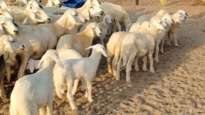 غنم حريه خلفات 22 بالفحل تحتها 21 من 1570 نهائي من شرا يربح 23