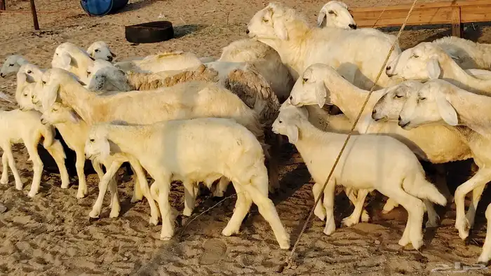 غنم حريه خلفات 22 بالفحل تحتها 21 من 1570 نهائي من شرا يربح 19