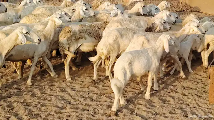 غنم حريه خلفات 22 بالفحل تحتها 21 من 1570 نهائي من شرا يربح 14