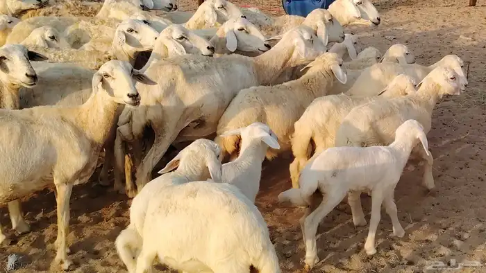 غنم حريه خلفات 22 بالفحل تحتها 21 من 1570 نهائي من شرا يربح 4