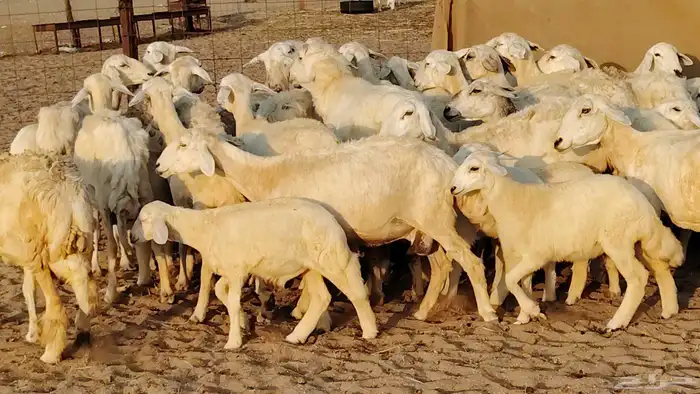 غنم حريه خلفات 22 بالفحل تحتها 21 من 1570 نهائي من شرا يربح 18