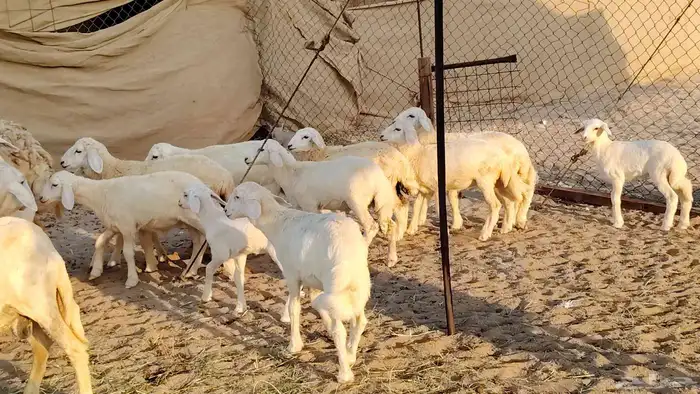 غنم حريه خلفات 22 بالفحل تحتها 21 من 1570 نهائي من شرا يربح 1