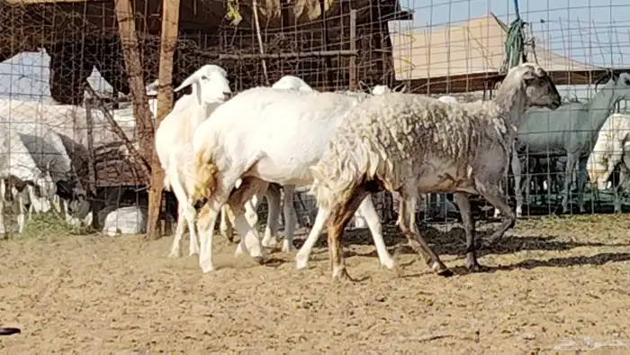 رخال حريات العدد 4 روس 3