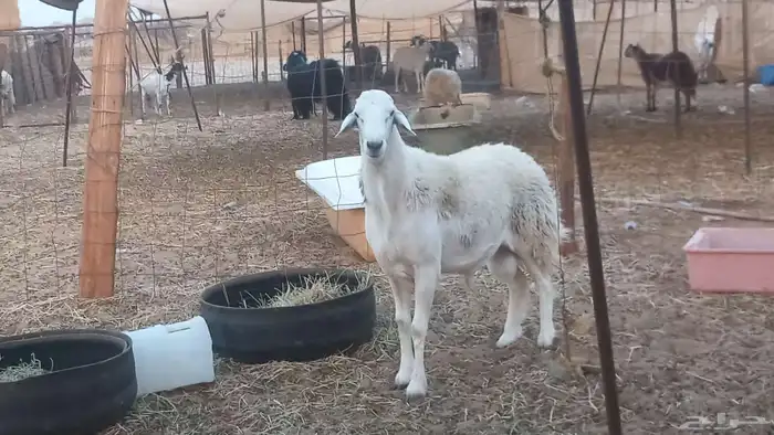 طلي مشروط ضراب 3