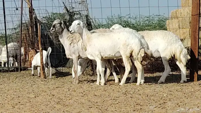 رخال حريات العدد 4 روس 5