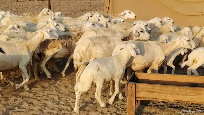 غنم حريه خلفات 22 بالفحل تحتها 21 من 1570 نهائي من شرا يربح 12