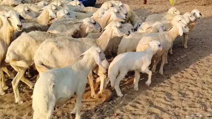 غنم حريه خلفات 22 بالفحل تحتها 21 من 1570 نهائي من شرا يربح 16