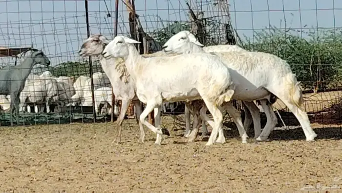 رخال حريات العدد 4 روس 0