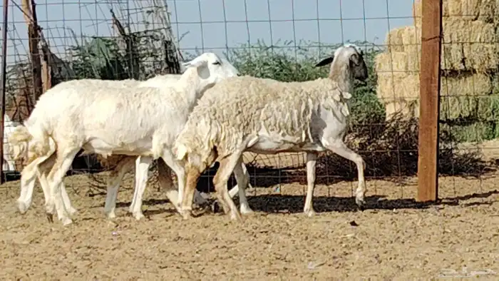 رخال حريات العدد 4 روس 2