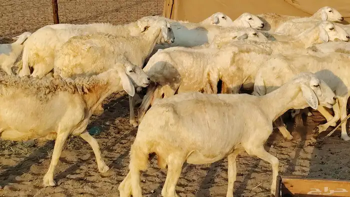 غنم حريه خلفات 22 بالفحل تحتها 21 من 1570 نهائي من شرا يربح 17