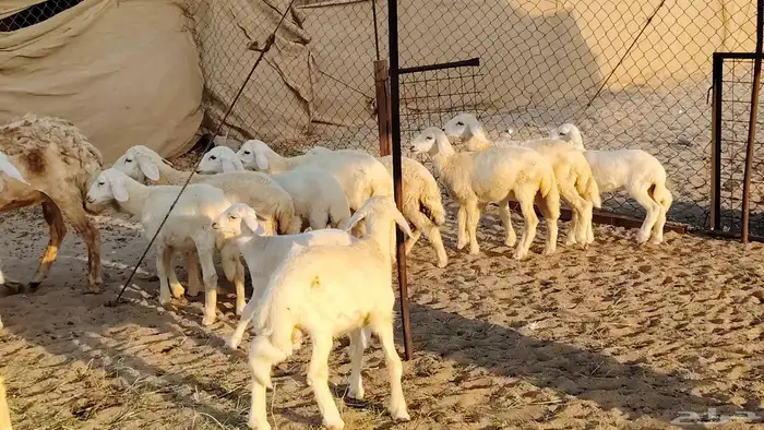 غنم حريه خلفات 22 بالفحل تحتها 21 من 1570 نهائي من شرا يربح 21