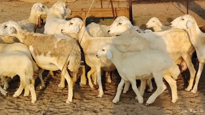 غنم حريه خلفات 22 بالفحل تحتها 21 من 1570 نهائي من شرا يربح 2