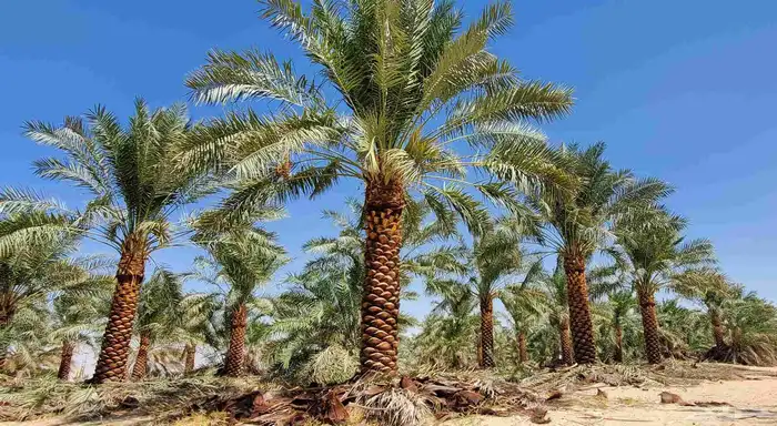 خدمات النخيل العامة والاشجار 4