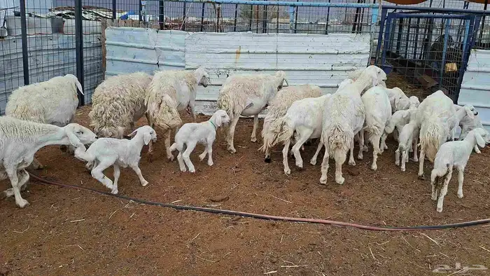 غنم حريات خلفات منوة القناي 2