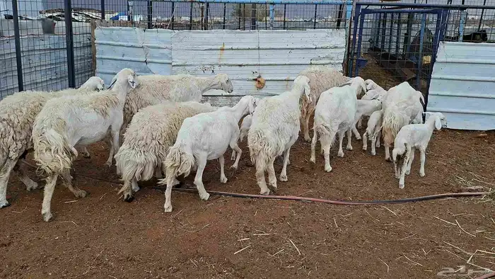 غنم حريات خلفات منوة القناي 3