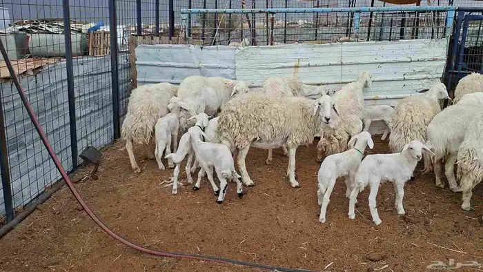 غنم حريات خلفات منوة القناي 7