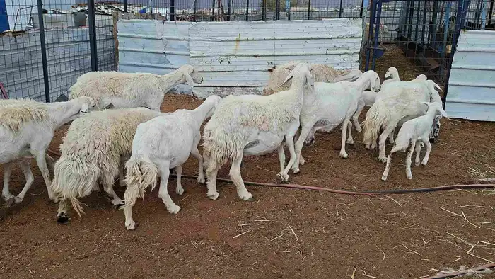 غنم حريات خلفات منوة القناي 0