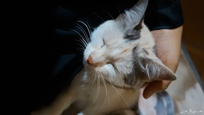 شينو قطوه انثى دلوعه للتبني 0