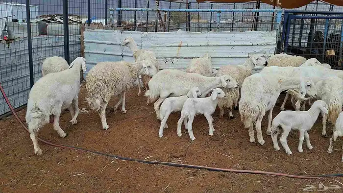 غنم حريات خلفات منوة القناي 5