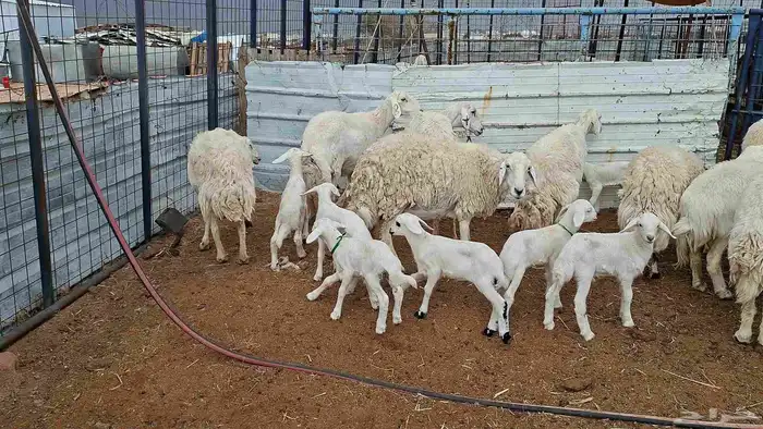 غنم حريات خلفات منوة القناي 6