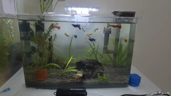 اسماك جوبي وهارلي كوين راسبورا 0