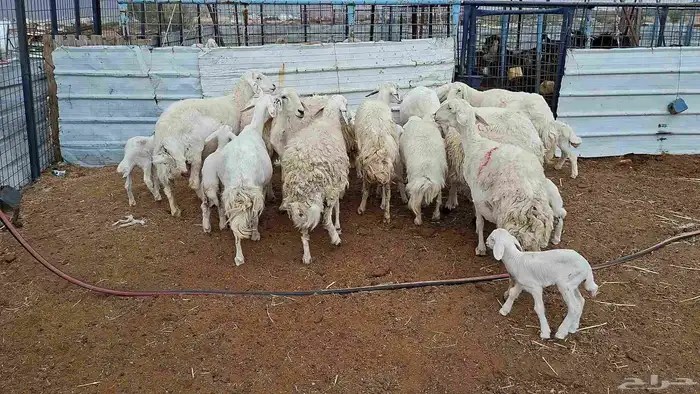 غنم حريات خلفات منوة القناي 8