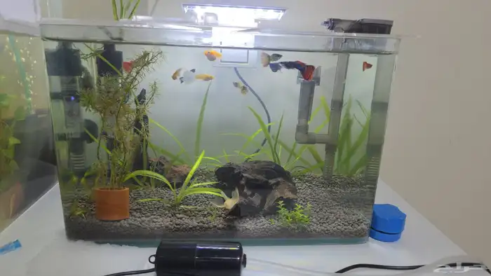 اسماك جوبي وهارلي كوين راسبورا 1