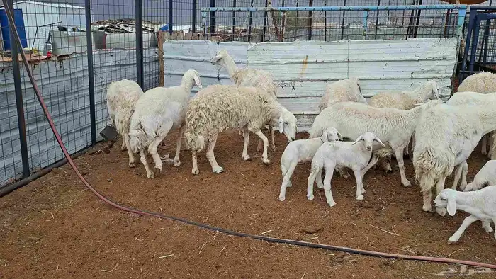 غنم حريات خلفات منوة القناي 4