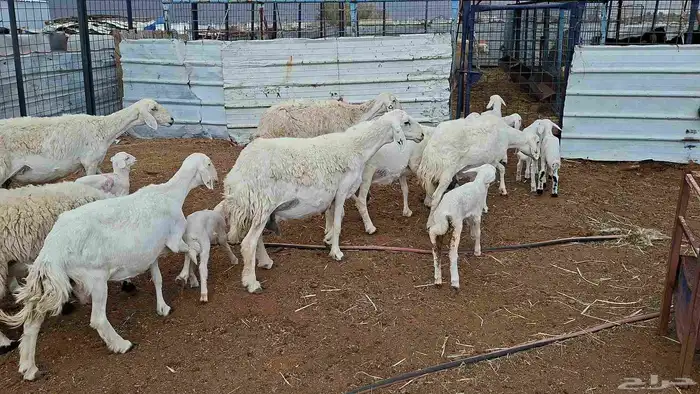 غنم حريات خلفات منوة القناي 1