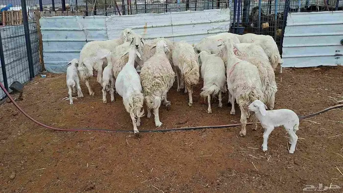 غنم حريات خلفات منوة القناي 9