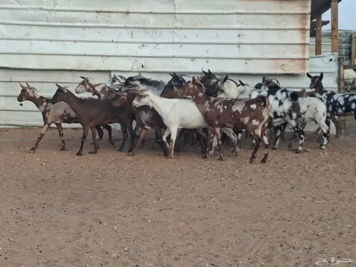 مراح ماعز عمانيات العدد 20 2