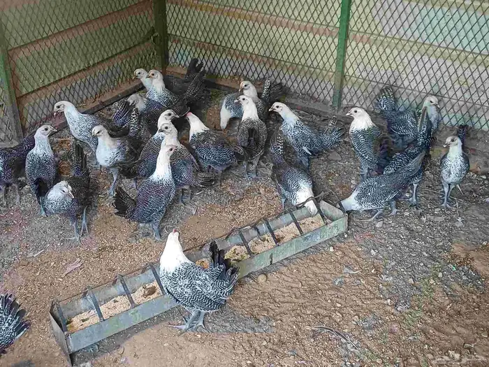 دجاج فيومي العمر 3شهور ونص واخد جميع التحصنات العدد 25 حبه 1