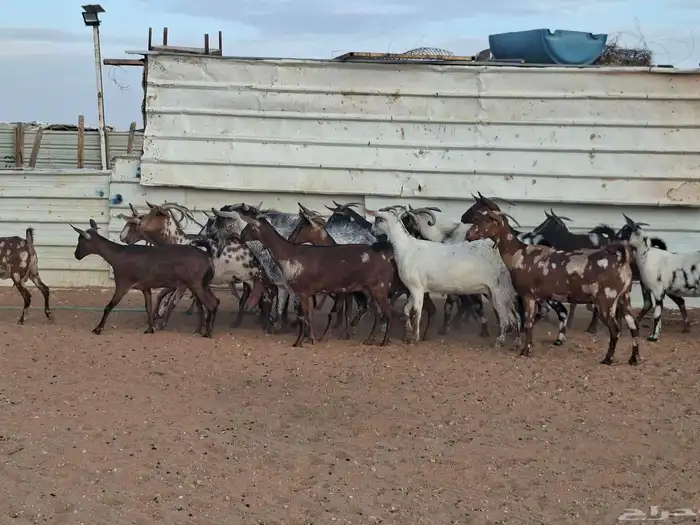 مراح ماعز عمانيات العدد 20 3