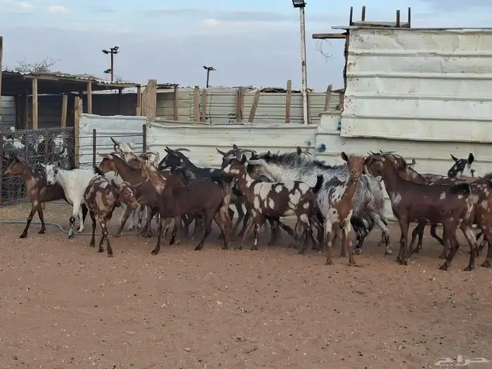 مراح ماعز عمانيات العدد 20 4