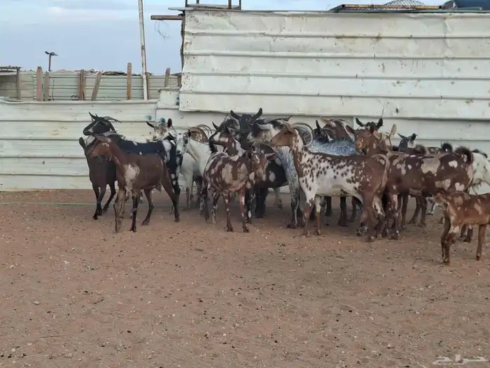 مراح ماعز عمانيات العدد 20 1