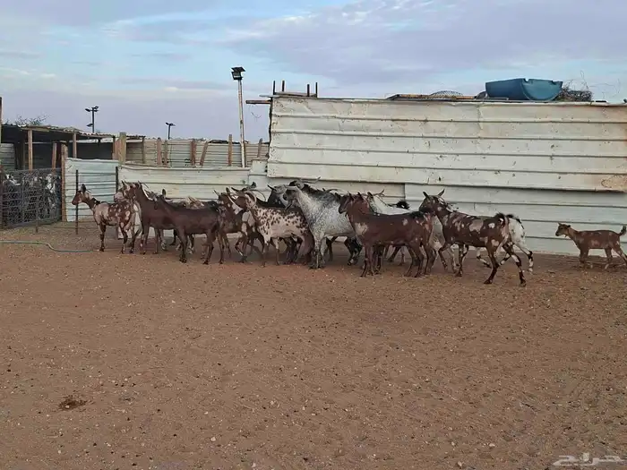 مراح ماعز عمانيات العدد 20 7