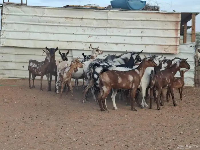 مراح ماعز عمانيات العدد 20 8