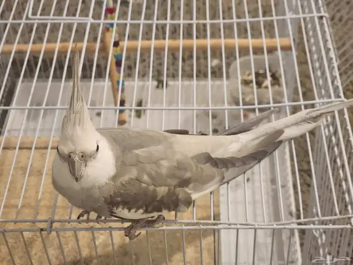 زوج كروان منتج للبيع مع القفص 0