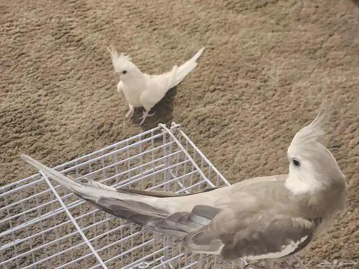 زوج كروان منتج للبيع مع القفص 3