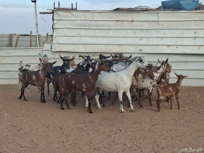 مراح ماعز عمانيات العدد 20 0