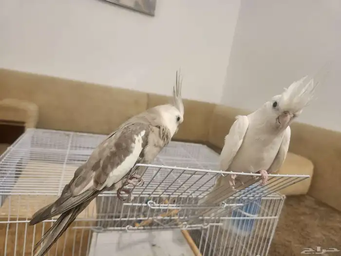 زوج كروان منتج للبيع مع القفص 4